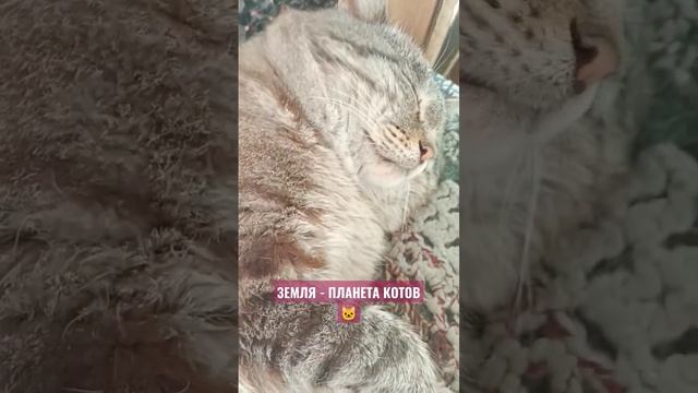 ДВА КОТА, ДВА ХВОСТА #котдня #коткрасава #сибирскаяглубинка #shorts смотреть онлайн