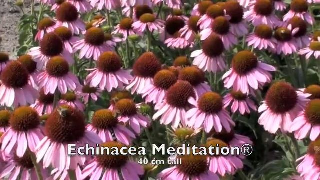 Marco van Noort Dance Macabre New Plants смотреть онлайн
