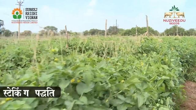 Hindi language- Tomoto crop improved package of practices video by Nuziveedu Seeds Limited смотреть онлайн