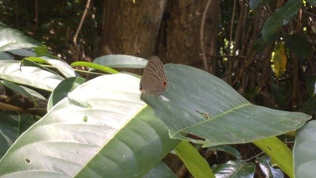コシロウラナミシジミ / Jamides celeno　マレーシア・ダタイ地区 Datai Langkawi Malaysia　2016/02/29 butterfly of Malaysia смотреть онлайн
