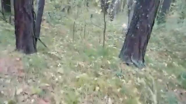 СЕВЕР ГУЛЯЕТ В ЛЕСУ смотреть онлайн