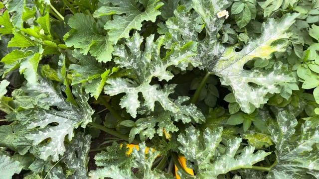 Только такие овощи буду всегда сажать по соседству с картошкой смотреть онлайн