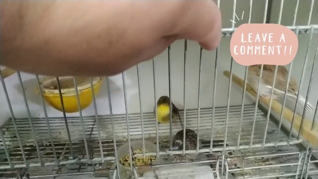 Soro fisiológico para combater a desidratação das aves смотреть онлайн