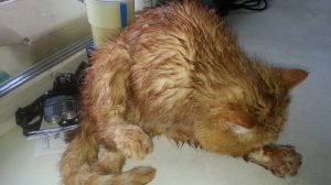 Бытие мокрого кота