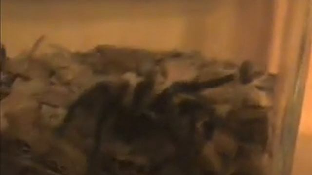 Brachypelma albopilosum L8 смотреть онлайн