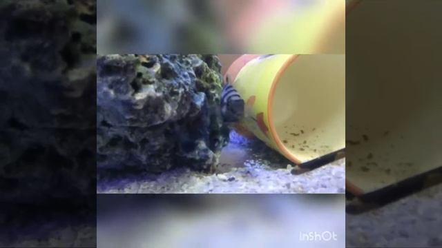 Convict chicled zebra eating eggs eaching смотреть онлайн