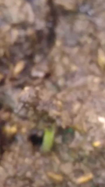 13.03.2023 Сальвия всходит(посев от 25.02.2023) смотреть онлайн