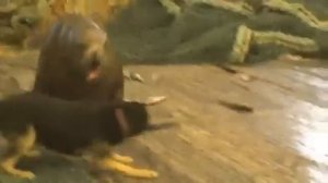 Сивуч на корабле