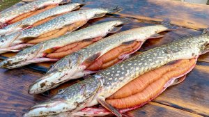 РЫБАЛКА НА ИКРЯНУЮ ЩУКУ! РУКИ ДРОЖАТ ОТ ТАКИХ УДАРОВ!