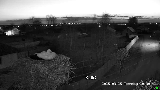 🔴LIVE🔴 Брестский аист, Онлайн гнездо аиста