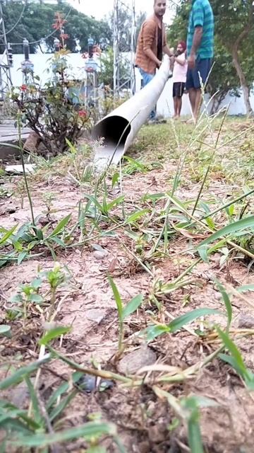 watch till end 🤯 #shorts #wildlife #mongoose #nature смотреть онлайн