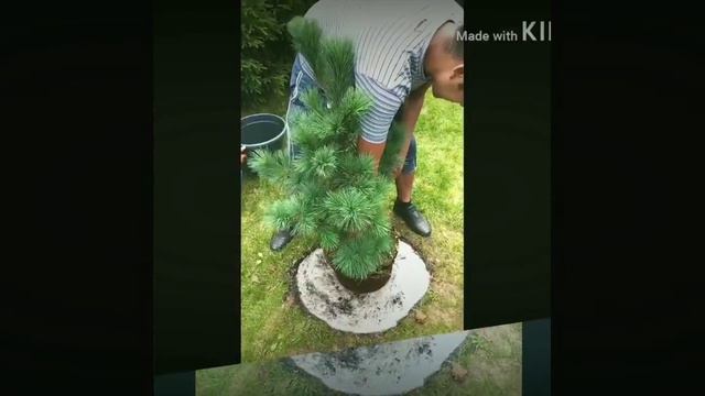 Как сажать сосну смотреть онлайн