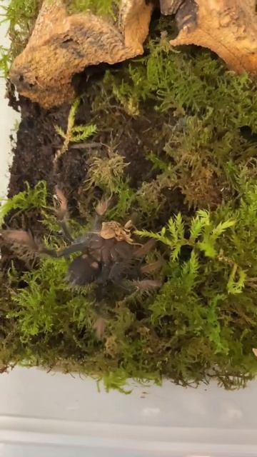 Theraphosa apophysis Goliath bird eater crazy takedown смотреть онлайн