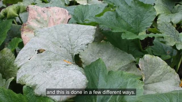 Powdery Mildew on Squash смотреть онлайн
