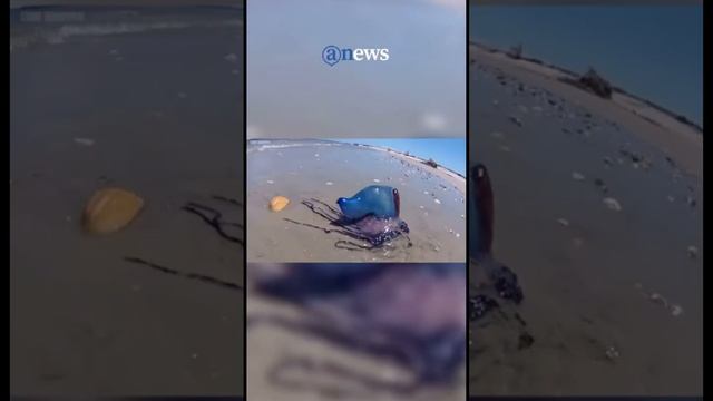 Hay alerta sobre la presencia de un animal marino conocido como "Fragata Portuguesa” en Acapulco. смотреть онлайн