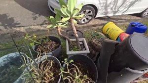 Тонны вещей лежат на улице ! Что выкидывают австралийцы ? Винтажные и антикварные вещи , секонд хен