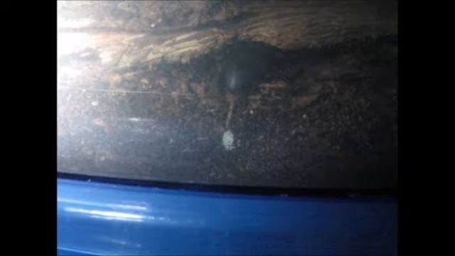 Alobates pensylvanica Ovipositing смотреть онлайн