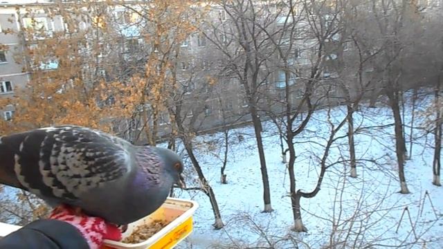 ЧЕРНЫШКА, КОКОС и ФИЛИН с КОНФЕТОЙ на обеде! смотреть онлайн