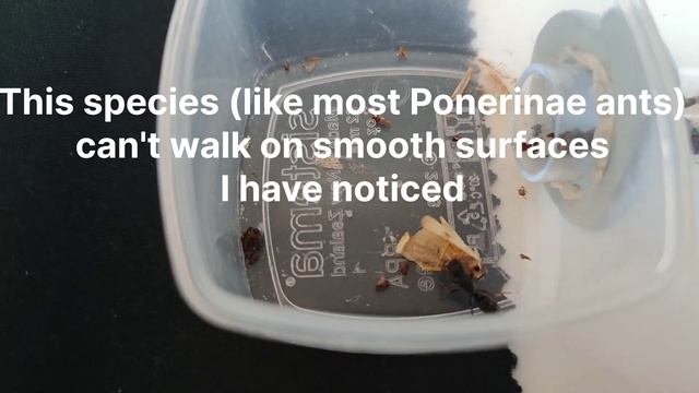 Ectomomyrmex Astutus Update #1