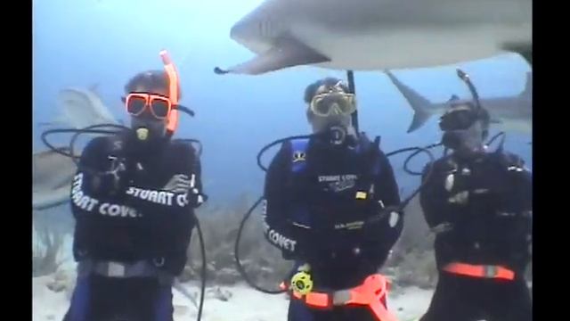 2006 Shark Dive in Bahamas смотреть онлайн