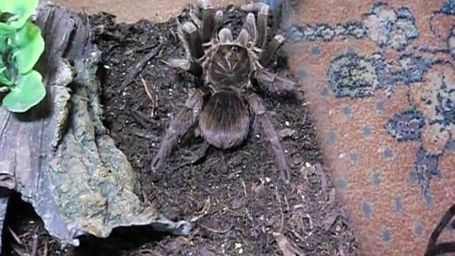 P nigricolor feeding 2 смотреть онлайн