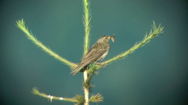 PRISPOLONE (Anthus trivialis) смотреть онлайн