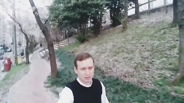 #сакура