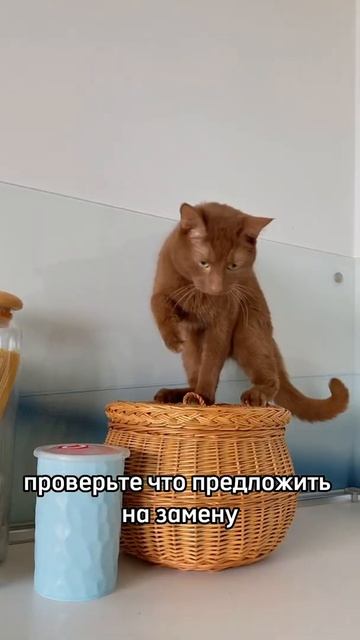 Как отучить кошку ходить по столу смотреть онлайн
