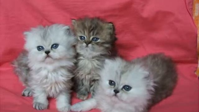 котята персидской серебристой шиншиллы смотреть онлайн