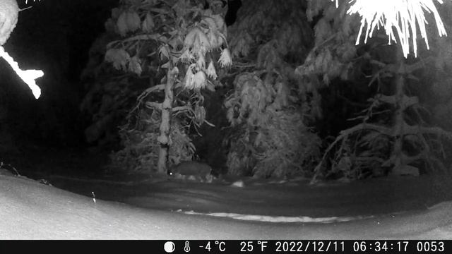 D Zone California Deer Hunting Trail Camera 2022-2023 смотреть онлайн