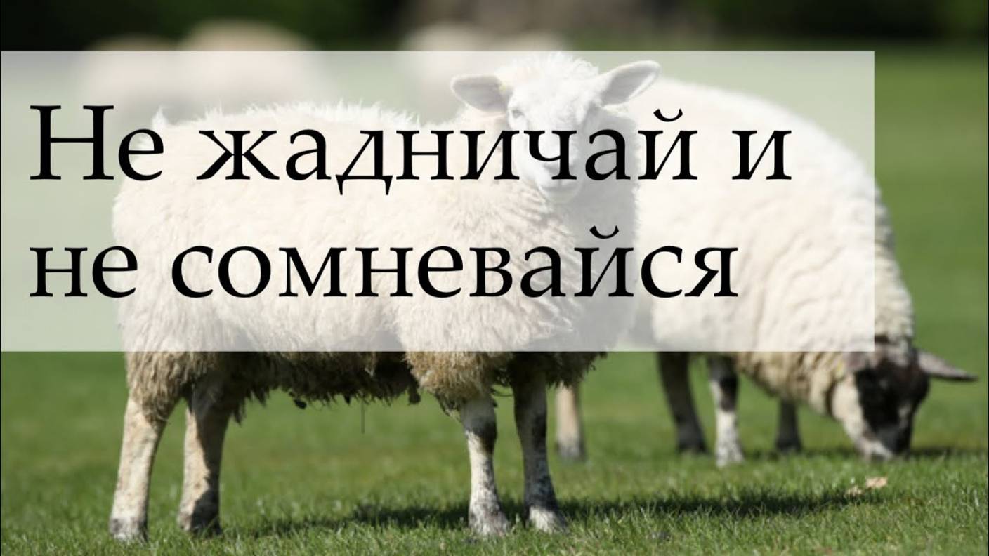 Принеси свою жертву - Аллах поможет! смотреть онлайн