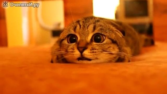 Смотреть Взгляд у кота просто бомба!!!))) смотреть онлайн