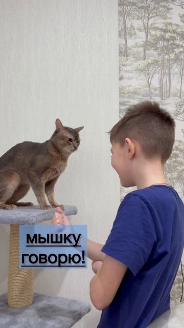 Абиссинский кот