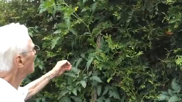 Tomato Plants 7 Feet High смотреть онлайн