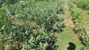 При какой температуре мерзнет Голубика ? последствия заморозков на Голубике