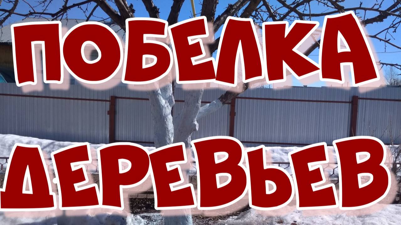 Весенняя побелка деревьев в саду.