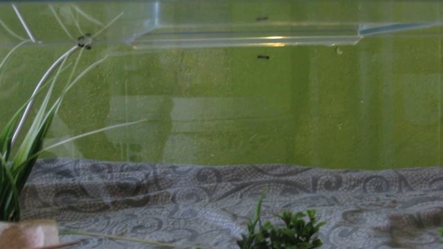 Camponotus ligniperda: New Formicarium (2) смотреть онлайн
