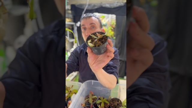 Сравниваем непентесы «Тайвань-2» и «Тайвань-3».mp4