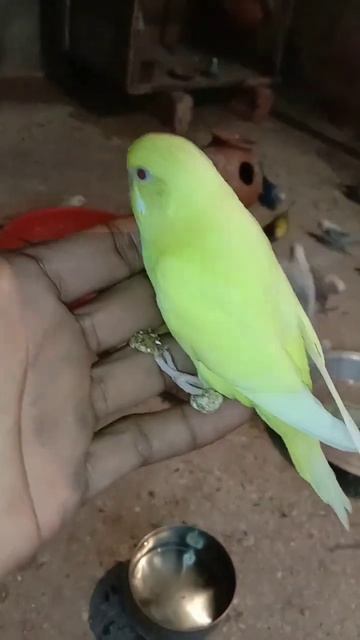 😍😍 yellow red eyes budgie #shorts #budgies смотреть онлайн