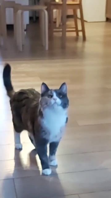 Точный удар по шарику лапой #shorts #cat #cats #кот #кошки смотреть онлайн