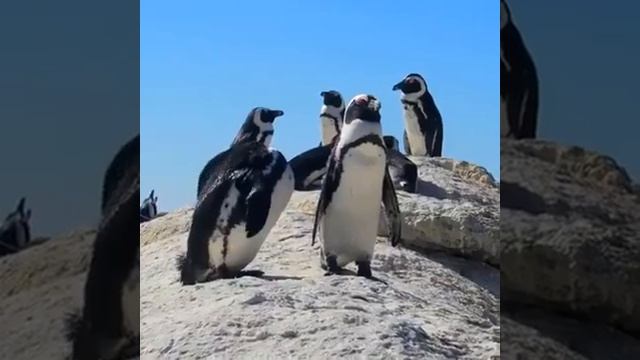 Южная Африка \ Delux. Best Club of Travel смотреть онлайн