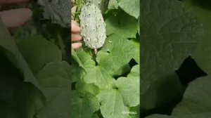 Огурдыня Мацарен F1 пробуем. Лагинарии, Кивано.