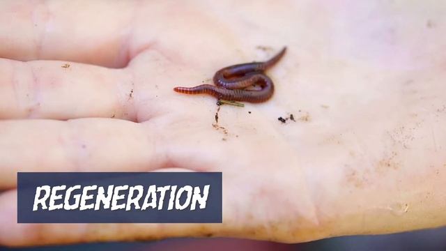 Who Pooped in the Garden? Worm Science with Jessie Rack смотреть онлайн