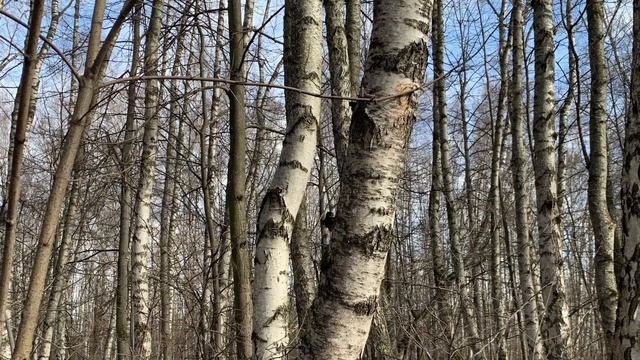 Как правильно оформлять "разрезалки" и собирать лоскутные полосы из кромок и мелких лоскутов? смотреть онлайн