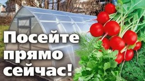 ТЕПЛИЦА НЕ ДОЛЖНА СТОЯТЬ БЕЗ ДЕЛА В МАРТЕ! Сеем рассаду и первую корзину витаминов.