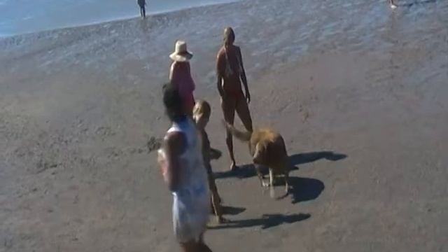 маленькая девочка с собачкой (пляж) смотреть онлайн