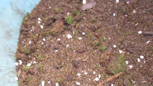 Высадка черенков роз в открытый грунт. смотреть онлайн