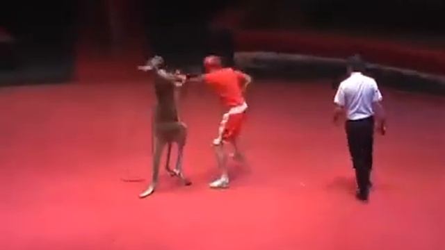 Kangaroo vs. Boxer -Hilarious Video must watch смотреть онлайн