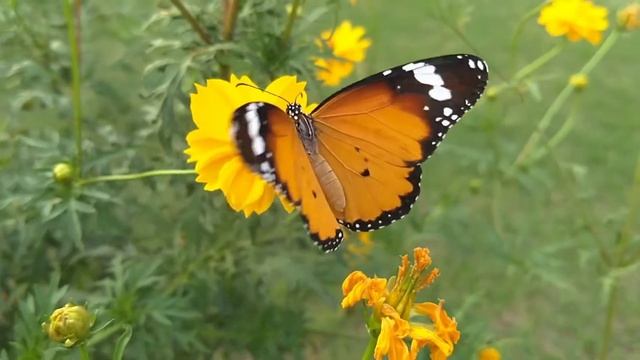 beautiful butterfly / nacure смотреть онлайн