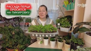 РАССАДА ПЕРЦА НАКАНУНЕ ПИКИРОВКИ - ЧЕМ ПОДКОРМИТЬ  ПЕРЕЦ ДО И ПОСЛЕ ПИКИРОВКИ